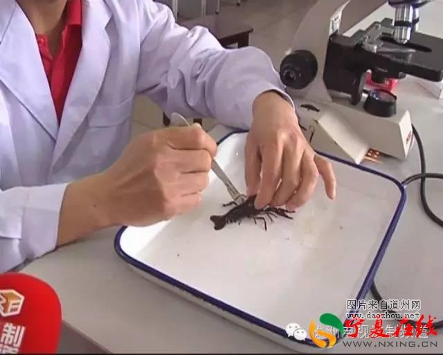 小龙虾里有肺吸虫? 株洲市民千万不行马虎!