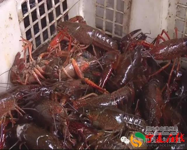 小龙虾里有肺吸虫? 株洲市民千万不行马虎!