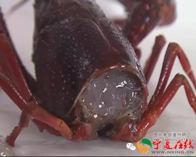 小龙虾里有肺吸虫?株洲市民千万不行马虎! 小龙虾里有肺吸虫?株洲市民千万不行马虎!