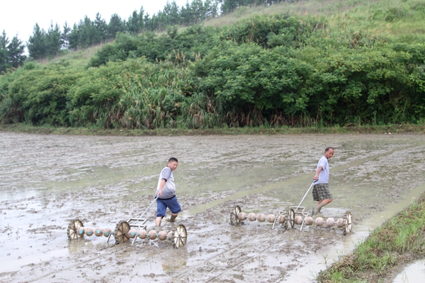 新田县东山家庭农场280亩晚稻全部实行直播