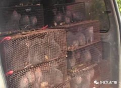 这一行为违法了《道路交通安全法》擅自改变机动车外形、公路营运车辆以外的载客汽车违