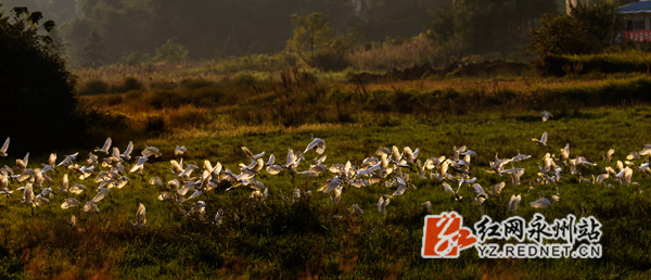 蓝山:白鹭齐聚“庆两节”(组图)