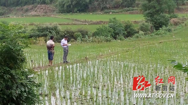 新田:农技部门强化种子管理 让农民看禾选种