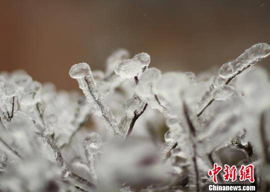 ͼΪ�������������������ڡ����֦ͷ�������ʡ���