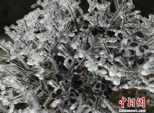 ͼΪ�������������������ڡ����֦ͷ�������ʡ���