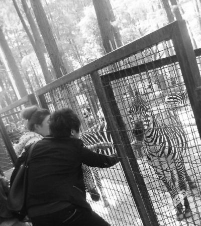 网友小亚:路过斑马园的时候,听到很多人大叫着往铁笼附近跑,看到有个男的大拇指被斑马咬到了,其女友在一旁大哭。