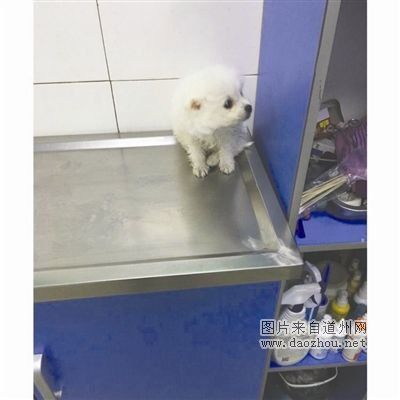 20多只宠物狗买来一周病亡 卖家:同行诋毁