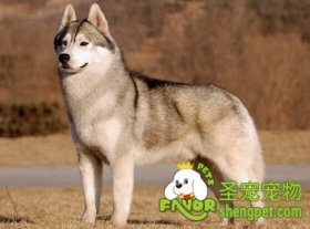 ����ѵ���������ƶ�ϰ