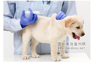 狗狗腿瘸没有外伤 一瘸一拐怎么回事