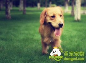 ���ѡ���ʺϹ�������ʳ