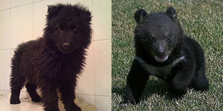 养狗半年发现是熊