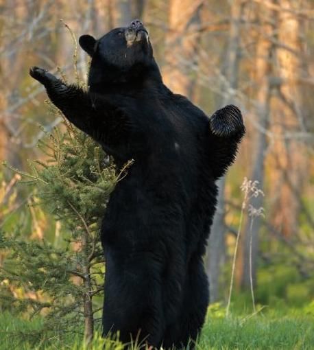 养狗半年发现是熊 货真价实的熊孩子宠物惊魂记