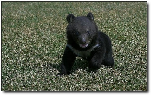 养狗半年发现是熊 货真价实的熊孩子宠物惊魂记