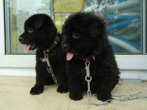 养狗半年发现是熊 货真价实的熊孩子宠物惊魂记